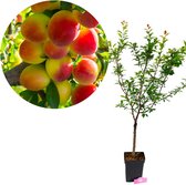 Kleine pruimenboom met groene bladeren en een cirkel van gele en rode pruimen.
