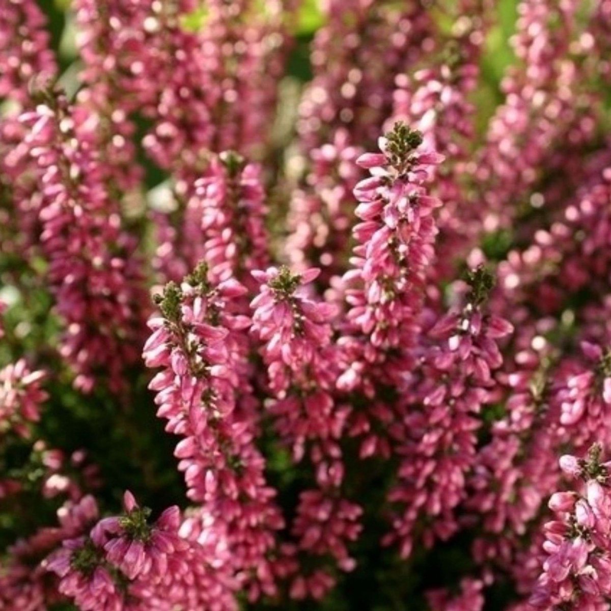 Winterheide (Erica Darleyensis) - Ghost Hills - Vaste planten - Groenblijvend - Voorjaarsbollen