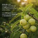 Een tak met groene amlavruchten en bladeren. De tekst links zegt: 'Amla olie is een krachtige, natuurlijke olie uit India...'.
