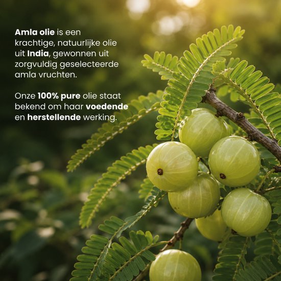 Een tak met groene amlavruchten en bladeren. De tekst links zegt: 'Amla olie is een krachtige, natuurlijke olie uit India...'.
