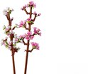 Twee LEGO kersenbloesem takken met bruine stammen en veel roze en witte bloemen.