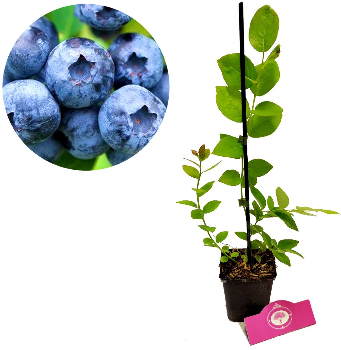 Vaccinium corymbosum ‘Jersey’ Amerikaanse blauwe bes, 3 x 9cm potjes