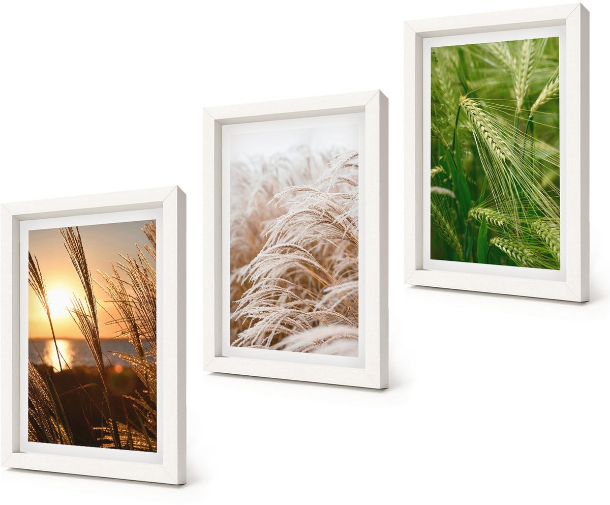 Coloray 3-Delige Schilderij Set - Verschillende soorten grassen, kleurrijke natuur - 20x30 - Moderne Wanddecoratie - Slaapkamer