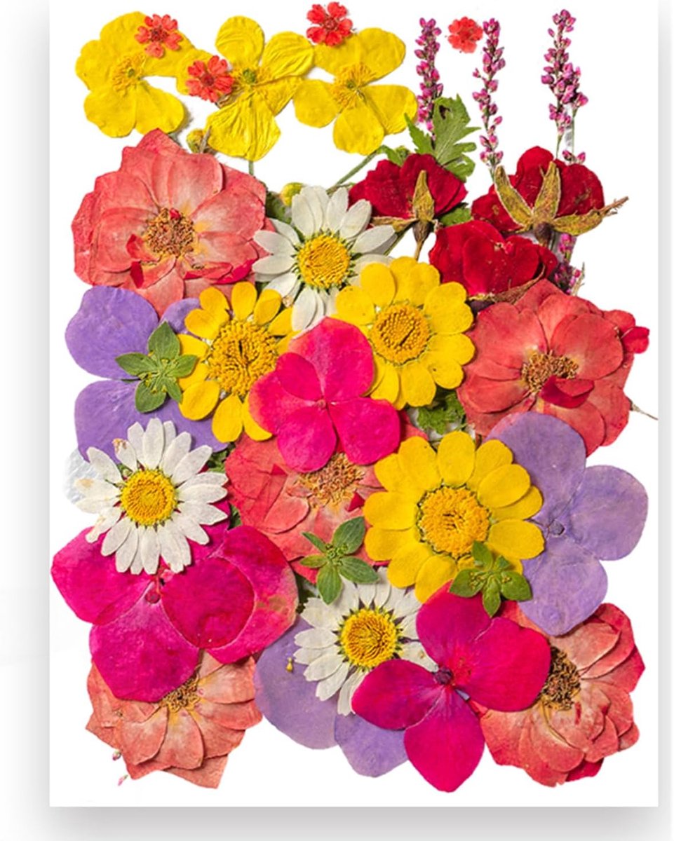 Gedroogde geperste bloemen voor harsvormen - echte natuurlijke geperste bloemen voor doe-het-zelf kunsthandwerk - kaarsen maken - nageldecoratie - zeep maken - telefoonhoesjes