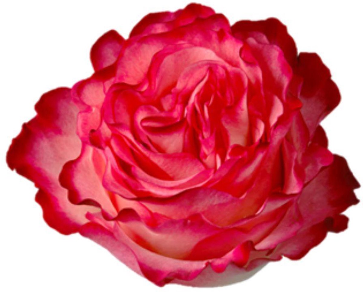 25x Rosa enchantment 60cm