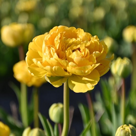 Gedetailleerde close-up van een volle gele tulp met veel bloemblaadjes en een groene steel, in een veld met andere tulpen.