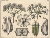 Poster Planten en Bloemen - Botanische illustratie - 50 x 70 cm