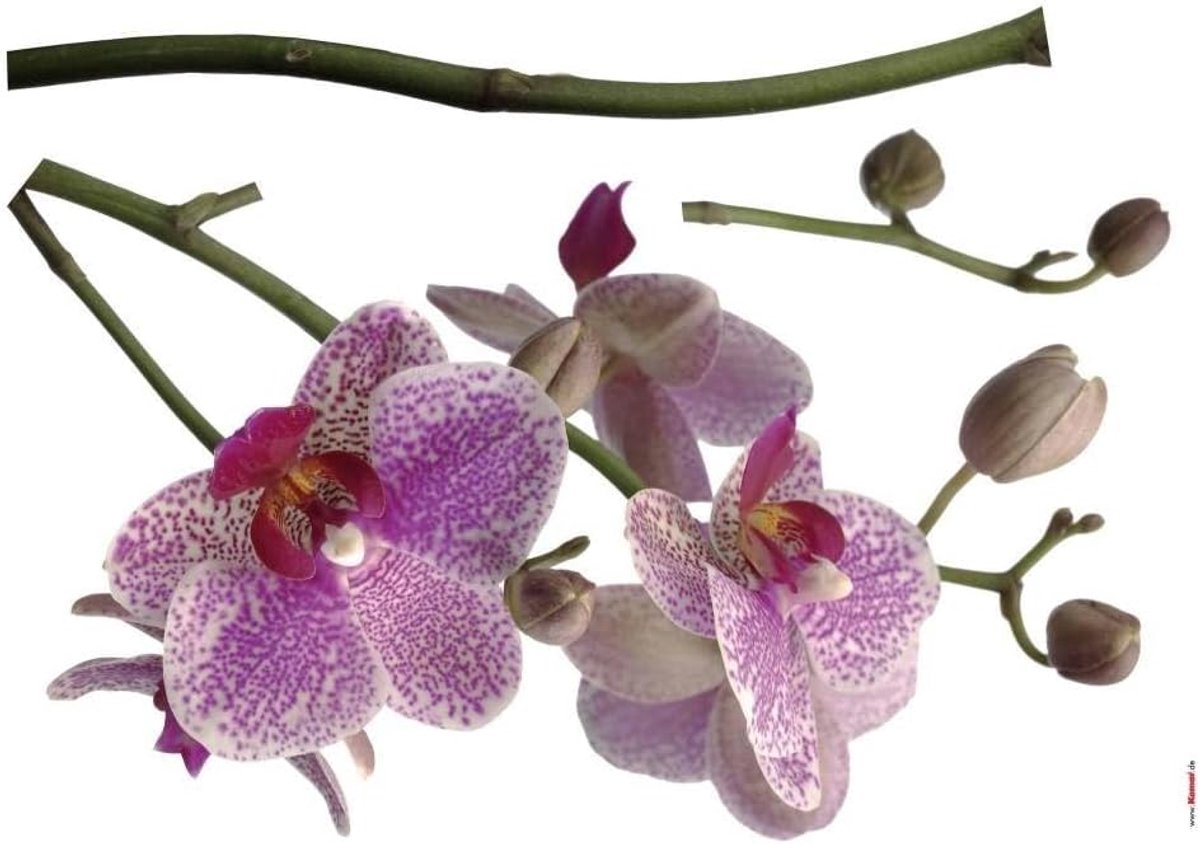 - Deco-sticker ORCHIDEE - 100 x 70 cm - wandtattoo, wandfoto, wandstickers, muurstickers, muurstickers, muurtattoo, bloemen, natuur, bloemknoop, plant -17702h, lila/wit/groen