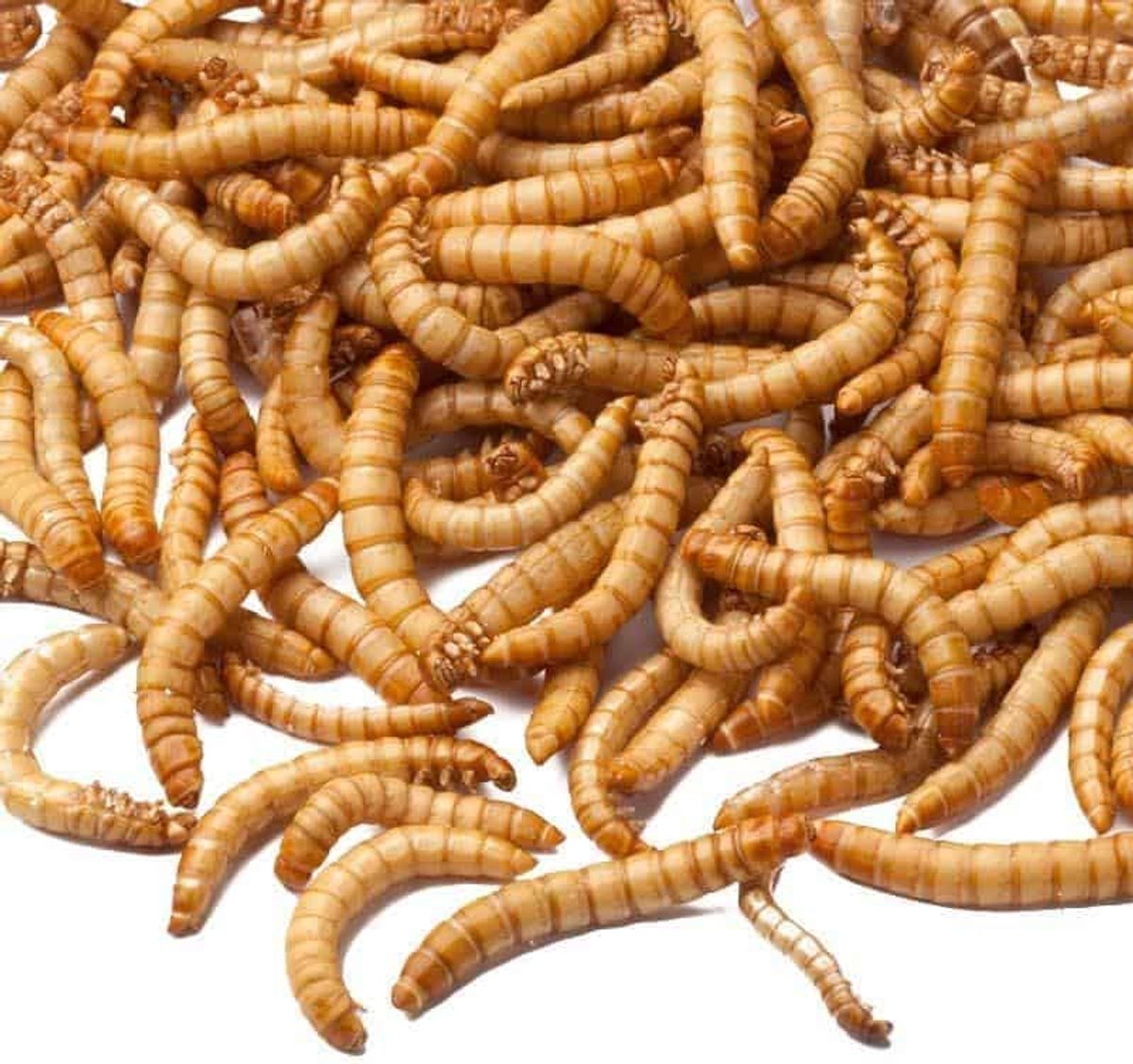 SnelShoppen - Premium kwaliteit gedroogde meelwormen 20 kg - Hoogwaardige eiwitrijke voeding - 100% natuurlijke dierenvoer - Lange houdbaarheid