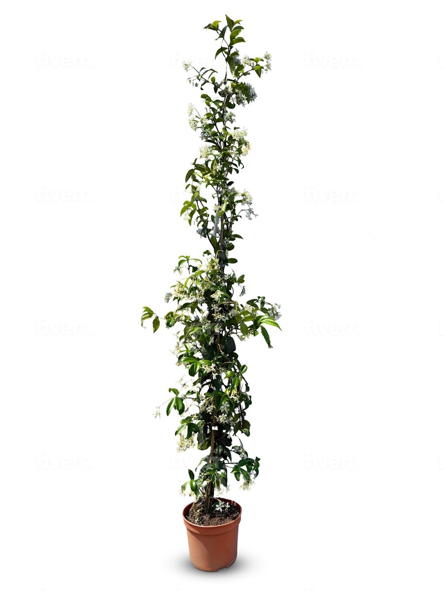 Solidchoice- Jasmijn Winterhard - Toscaanse Jasmijn - Klimplant - 120 cm - Aangenaam Aroma - Onderhoudsvriendelijk - Witte Bloemen