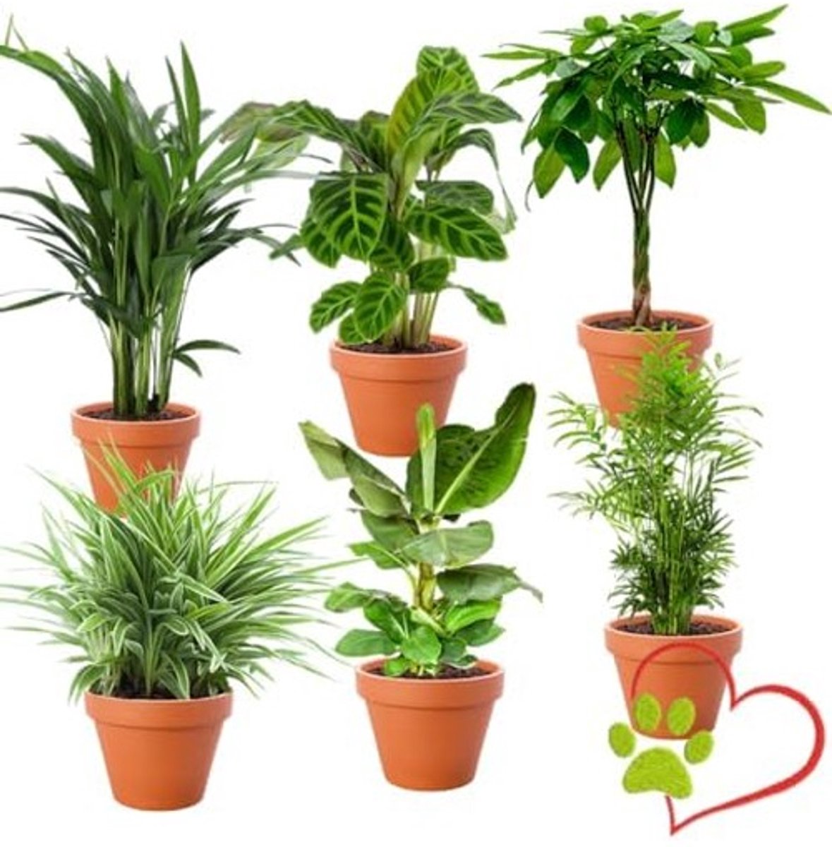 Dailygoods- Plant Set - 6 Planten - Parlor Palm/Goudpalm/Geldboom - Niet giftig & diervriendelijk - Luchtzuiverend - Kwaliteit van de plantenprofessional - Kamerplanten