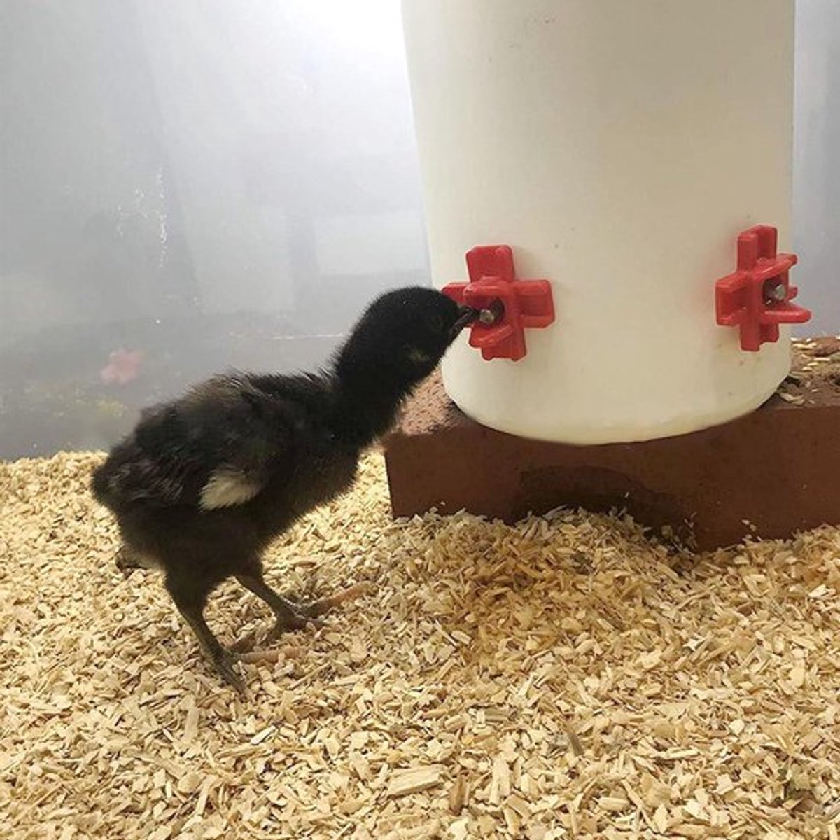 Gevogelte Nippel Waterer - Draadloze Installatie van Roestvrij Staal voor Kuikens, Kwartels, Kippen