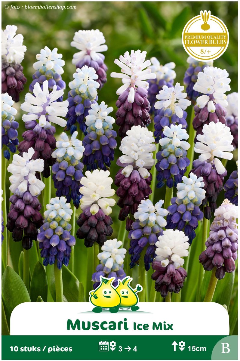 4 Zakjes Muscari Ice Mix maat 8/+