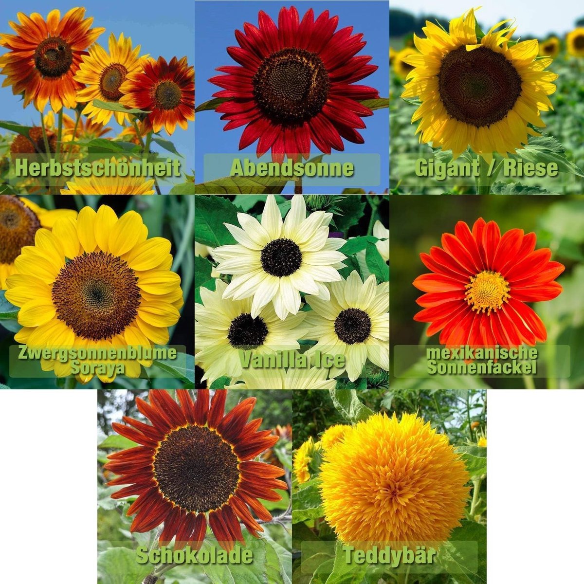 SnelShoppen - Mengsel van Zonnebloempitten - 8 Soorten van Kleine tot Enorme Zaden - 10-12 Zaden per Soort - Perfect voor Tuin, Weide en Vlinders - Aa
