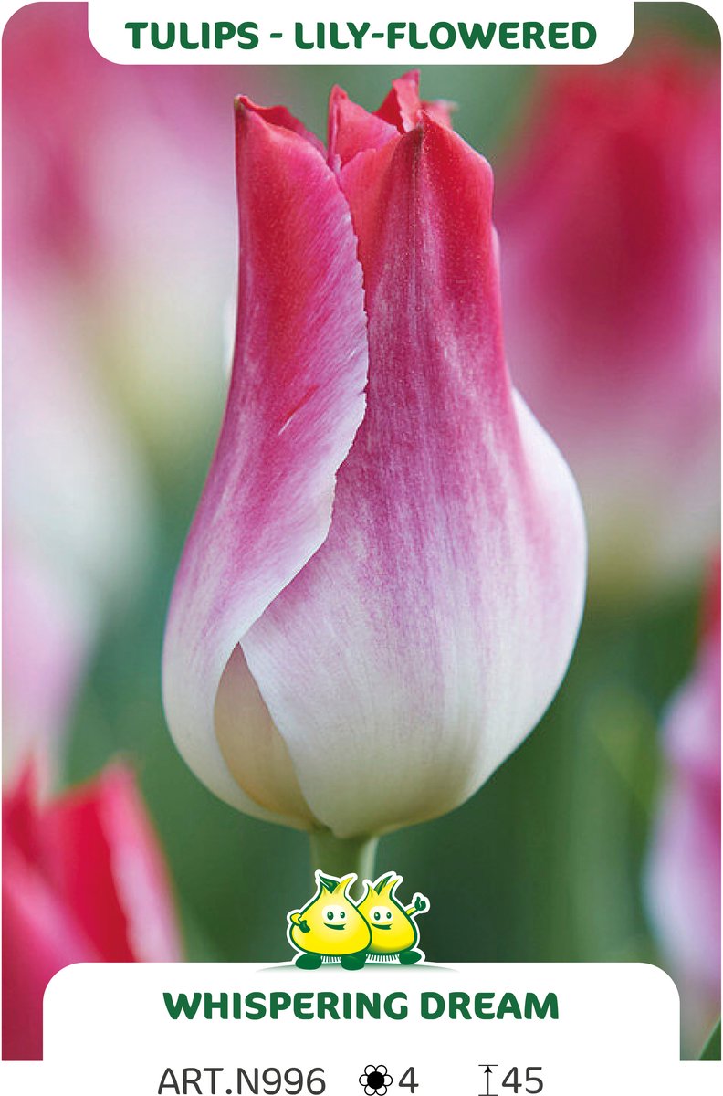 25 Bollen Triumph Tulpen Whispering Dream maat 12/+