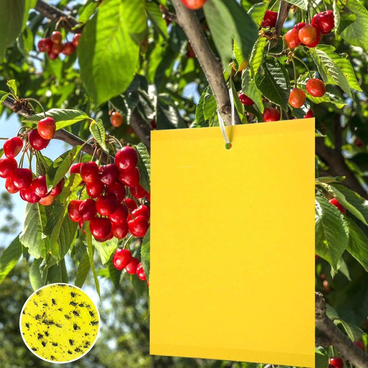 SnelShoppen - 100 Gele Sticky Insect Traps - Eco-vriendelijk Tegen Ongedierte in Tuin - Dubbelzijdige Plakstrips - Effectieve Plakpapieren Vallen voor