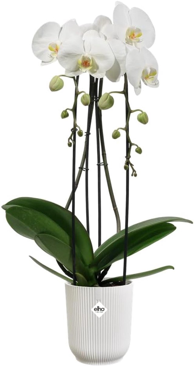 Thijox - Elho Vibes Fold Orchidee Pot 12,5cm - Zijdewit Binnenpot - 100% Gerecycled Plastic - Ø 13,2 x H 15,2 cm - Duurzaam en Stijlvol voor Orchideeë
