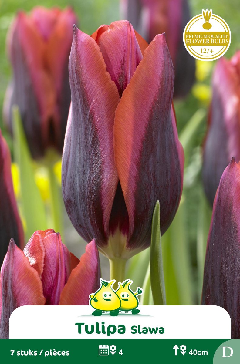2 Zakjes Triumph Tulpen Slawa maat 12/+