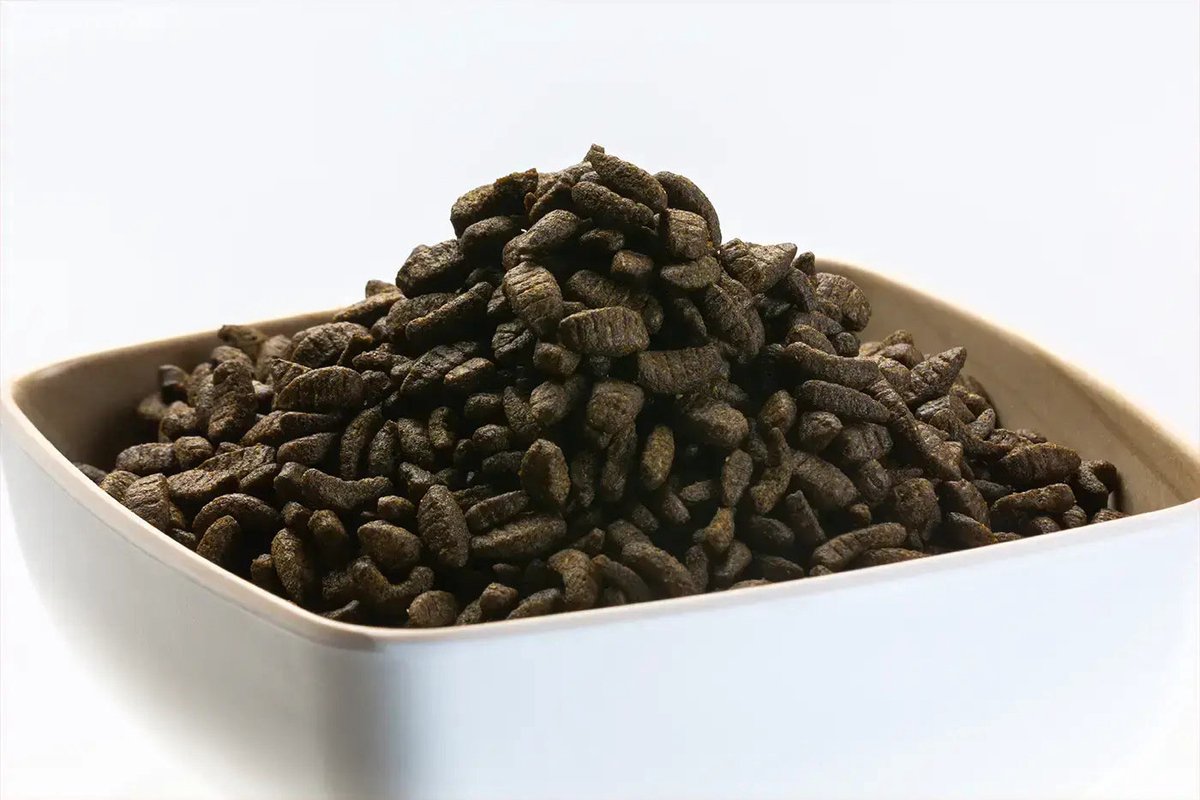 Midori drijvend koivoer met insectenmeel 2KG