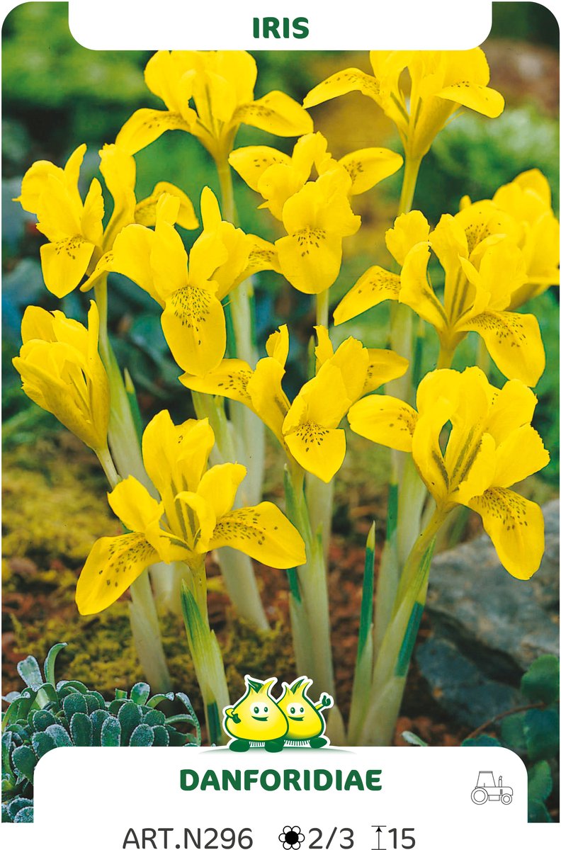 iris Danfordiae 25 bollen maat 6/+