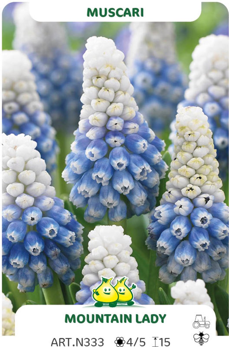 50 Bollen muscari Mountain Lady maat 8/+