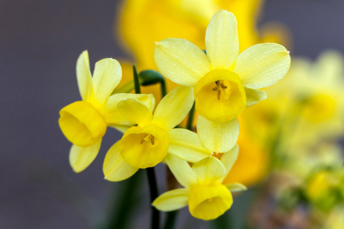 25 Bollen Botanische Narcis Angel s Whisper maat 8/+