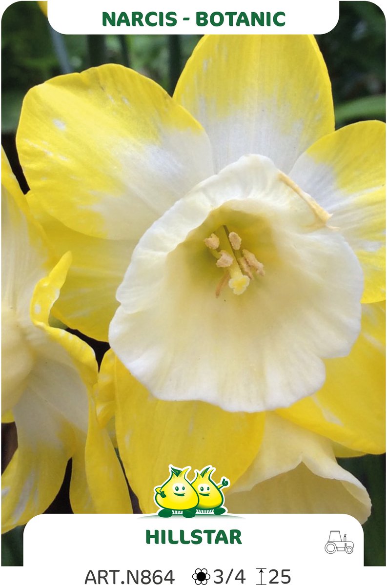 25 bollen Botanische Narcis Hillstar maat 12/-
