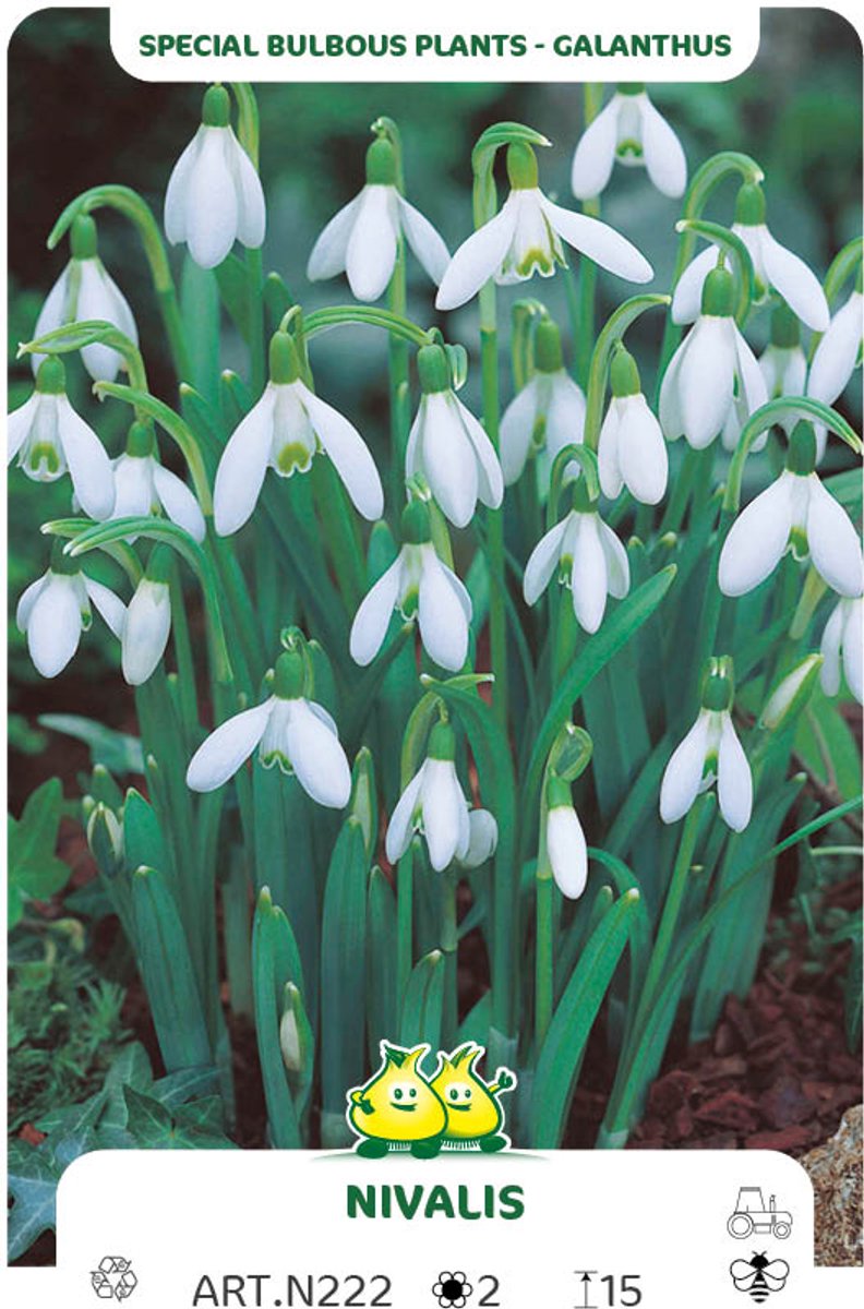 15 Bollen Galanthus Nivalis Maat 6/+