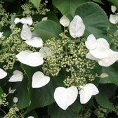 Hydrangea 'Mariesii Grandiflora' - Hortensia - 25-30 cm in pot: Hortensia met grote witte bloemschermen.