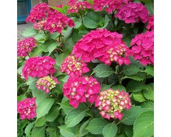Hydrangea Macrophylla 'Glowing Embers' -  Hortensia 25-30 cm in pot