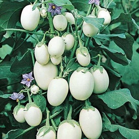 aubergine - Solanum melongena 'White Eggs' | bol.com