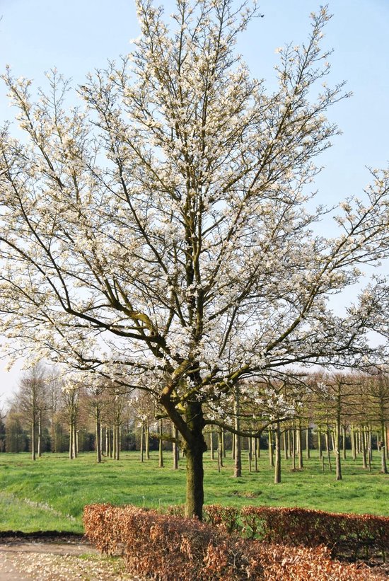 Ongunstig zuur onderpand Magnolia kobus, Beverboom, 5 meter, Van den Berk | bol.com