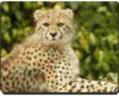 Cheetah   Muismat