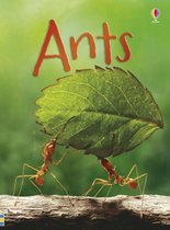 Ants