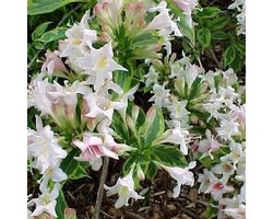 Weigela 'Nana Variegata' - Weigelia 30-40 cm in pot
