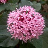 Clerodendrum Bungei - Kansenboom - 50-60 cm pot: Struik met geurige, roze bloemen in de zomer.