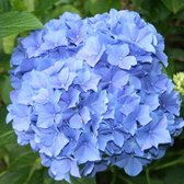Hydrangea Macrophylla 'Blauer Zwerg' - Hortensia - 25-30 cm in pot: Compacte hortensia met blauwe bloemen, ideaal voor kleine tuinen.
