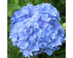 Hydrangea Macrophylla 'Blauer Zwerg' - Hortensia - 25-30 cm in pot: Compacte hortensia met blauwe bloemen, ideaal voor kleine tuinen.