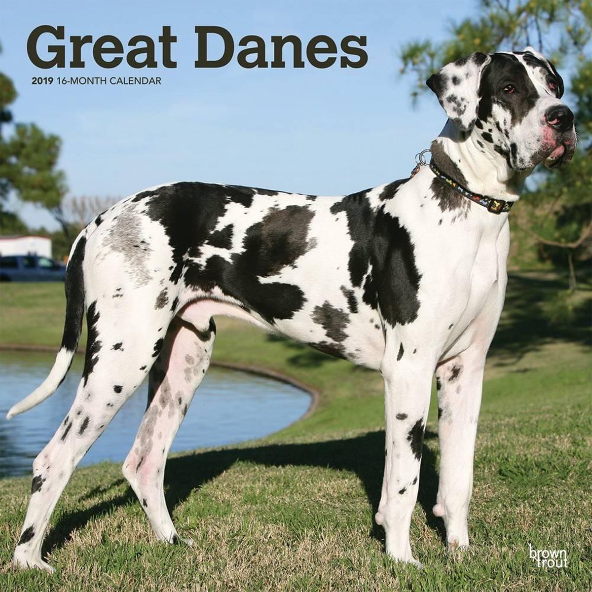 Great Danes International Edition 2019 Square Wall Calendar