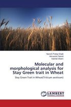 Molecular and morphological analysis for Stay Green trait in Wheat