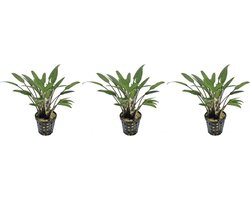 Levende aquariumplant Cryptocoryne Nevelii 5 cm pot per 3 stuks