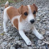 Speelse Jack Russel