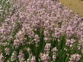 12x Lavandula angustifolia Rosea - Lavendel in p9 (0,5 liter) pot