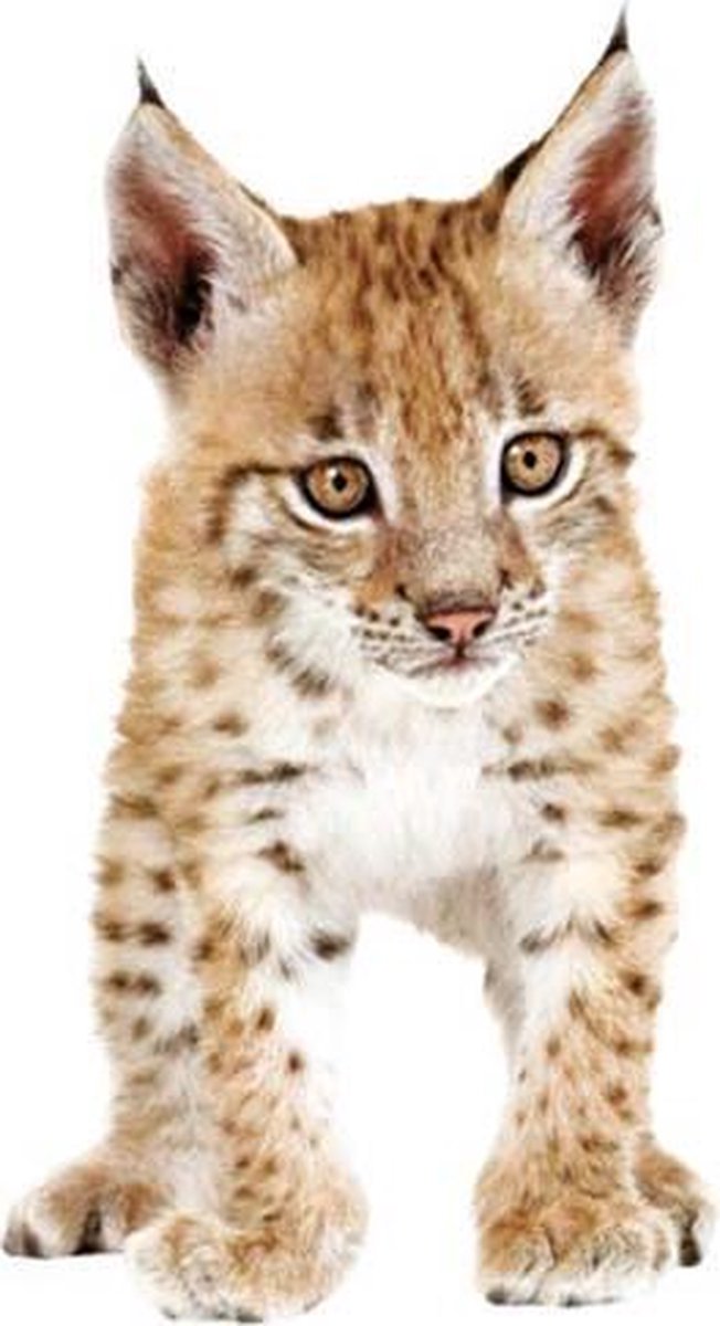 Muursticker KEK Amsterdam - Lynx Cub