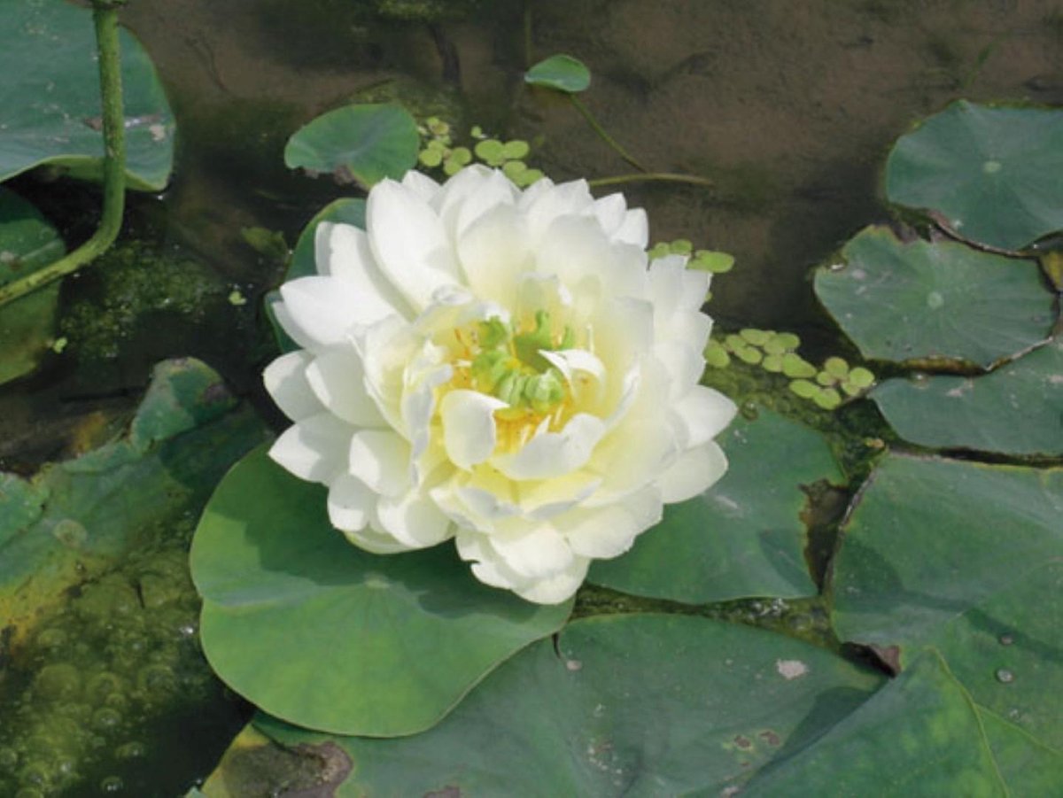 Moerings Nelumbo White | Witte Lotus | In 3L Mand