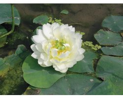 Moerings Nelumbo White | Witte Lotus | In 3L Mand