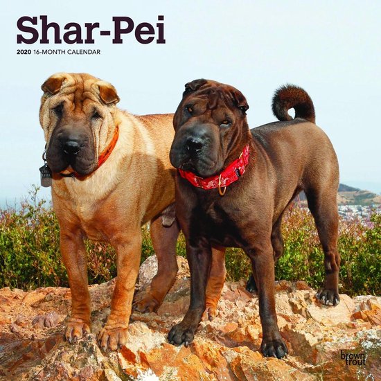 Shar Pei Honden Kalender 2020