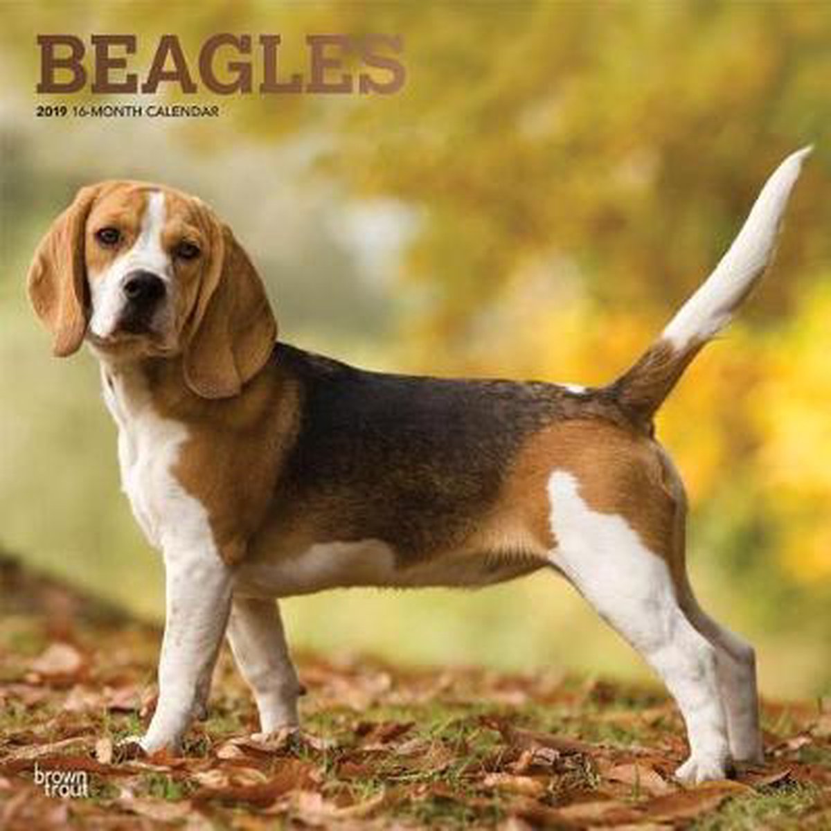 Beagle Kalender 2019