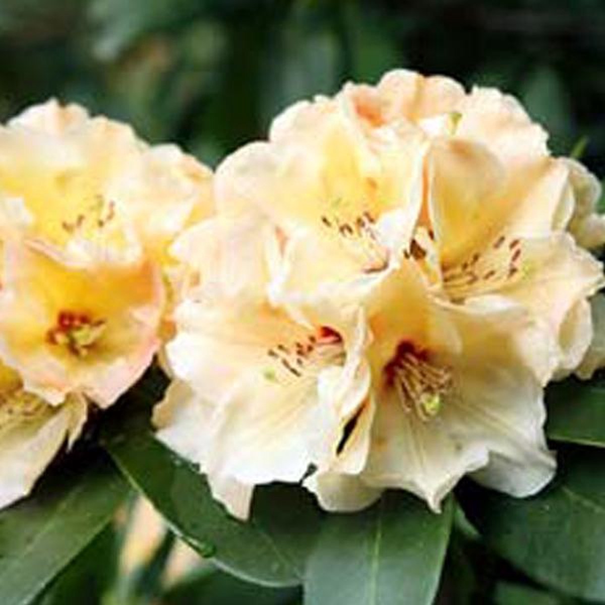 Rhododendron 'Horizon Monarch' - 40-50 cm in pot: Goudgele bloemen met een oranjerode gloed.