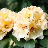 Rhododendron 'Horizon Monarch' 40-50 cm in pot